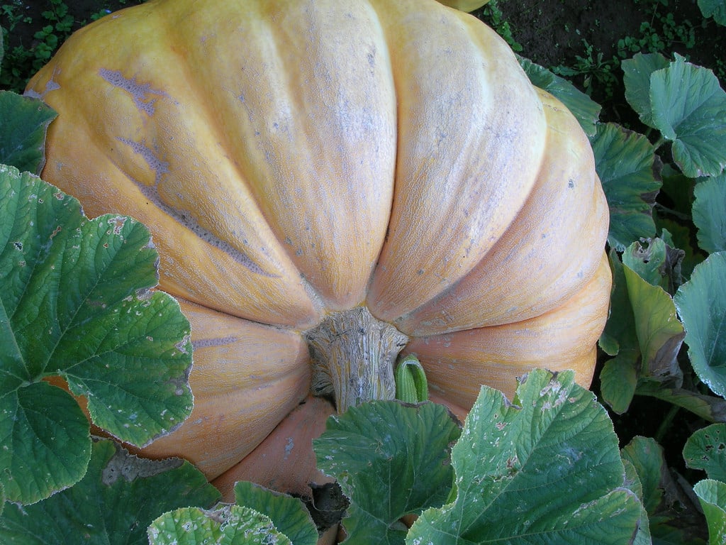Courge (Cucurbita)
