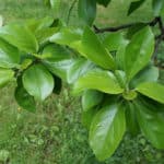 Cudrania
