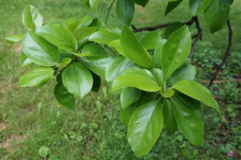 Cudrania (Cudrania)