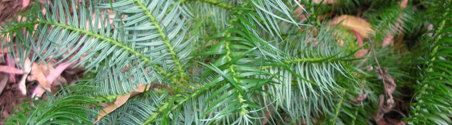 Cunninghamia