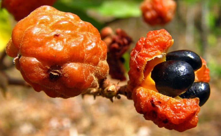 Cupania (Cupania)