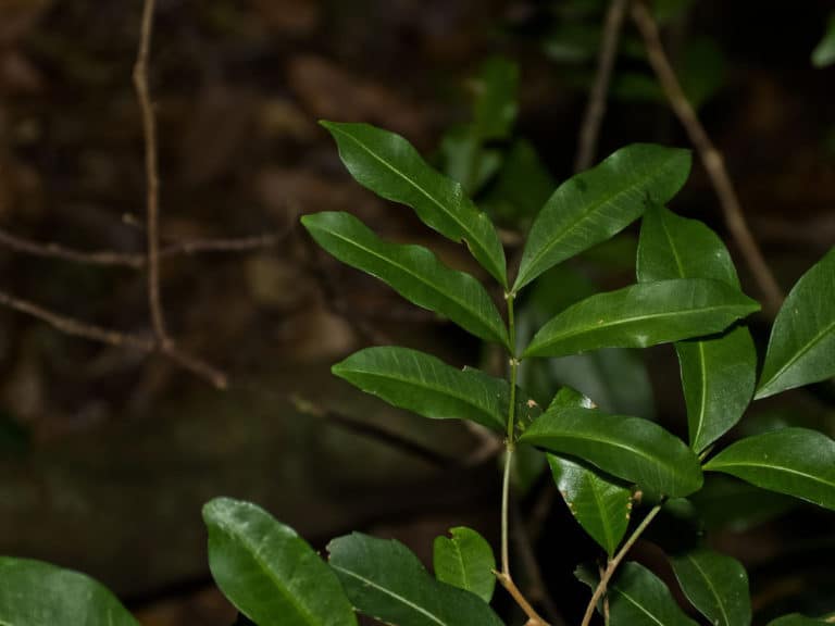 Cupaniopsis (Cupaniopsis)