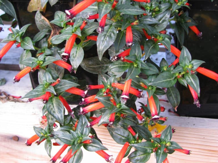 Cuphea (Cuphea)