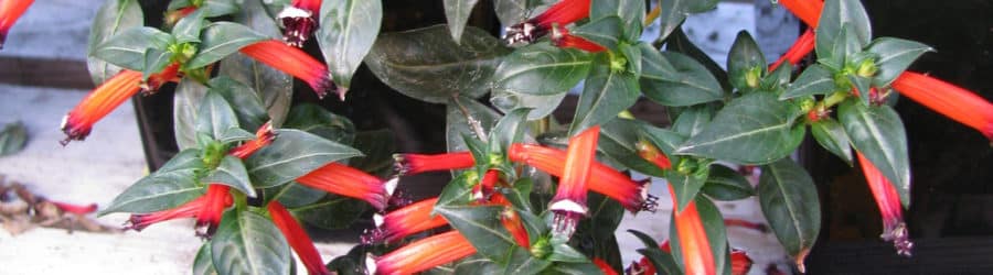 Cuphea