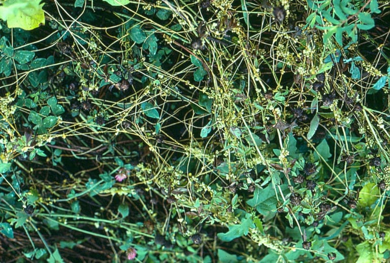 Cuscutes (Cuscuta)