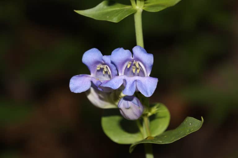 Cyananthus (Cyananthus)