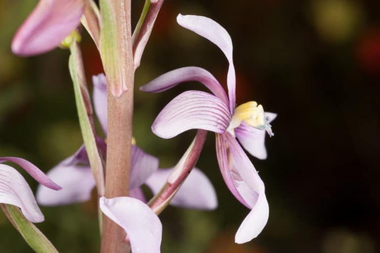 Cyanella (Cyanella)