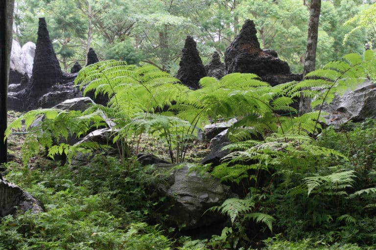Cyathea (Cyathea)