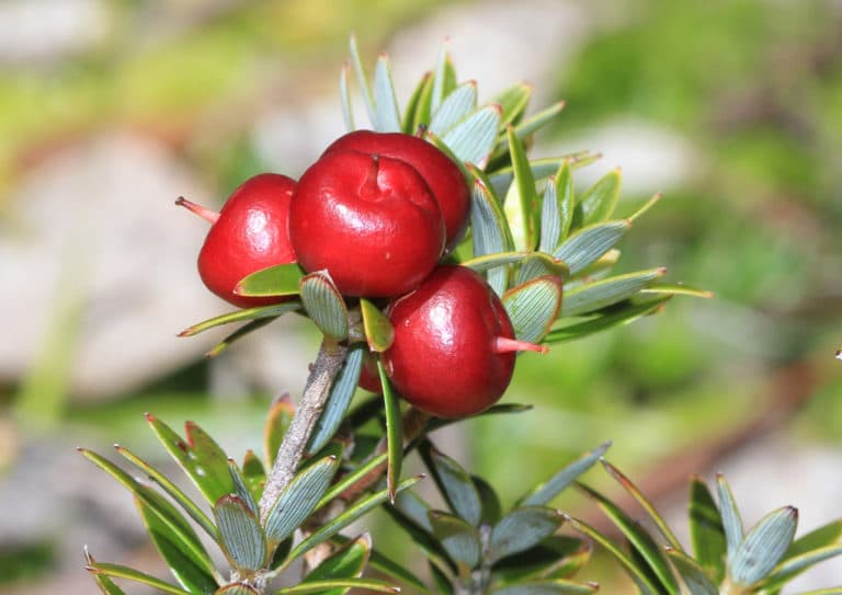 Cyathodes (Cyathodes)