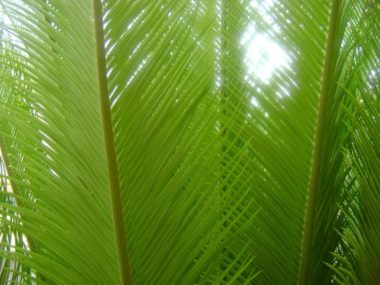 Cycas (Cycas)