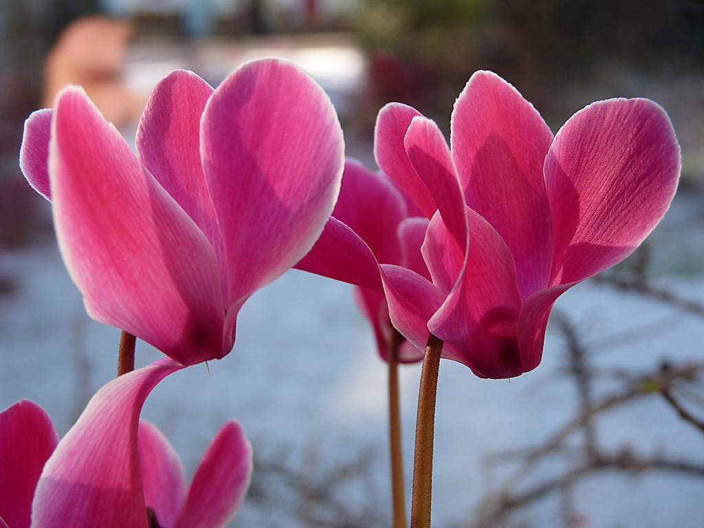 Cyclamen (Cyclamen)