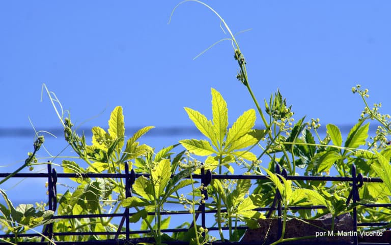 Cyclanthera (Cyclanthera)