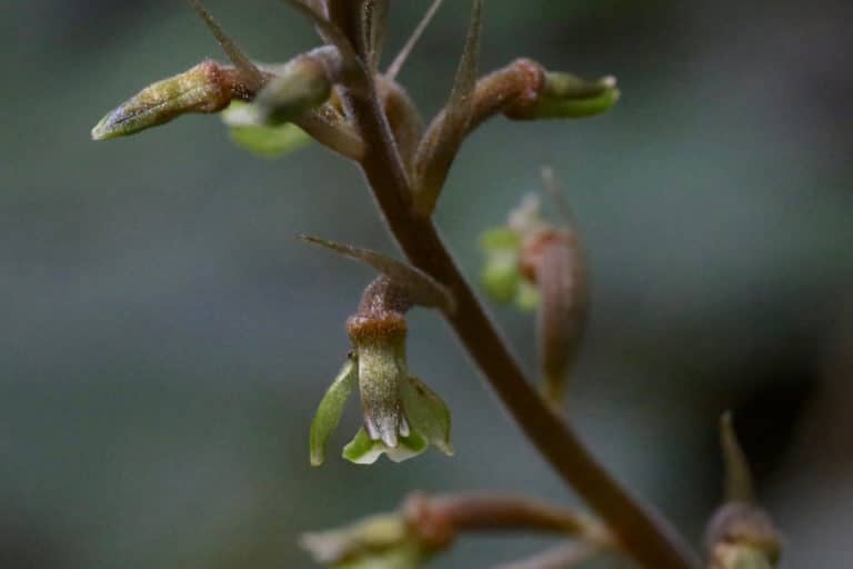 Cyclopogon (Cyclopogon)