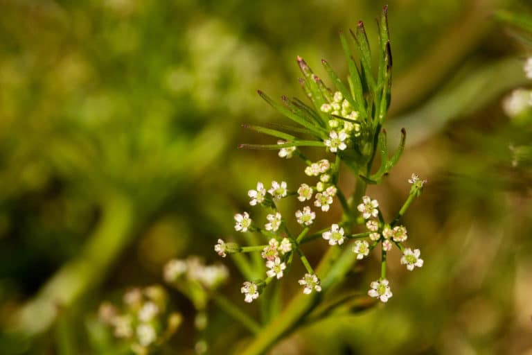 Cyclospermum (Cyclospermum)