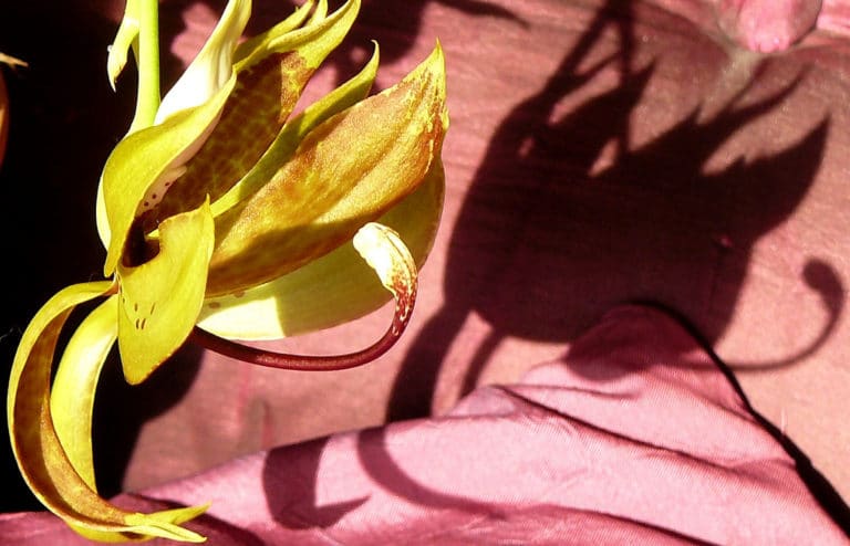 Cycnoches (Cycnoches)