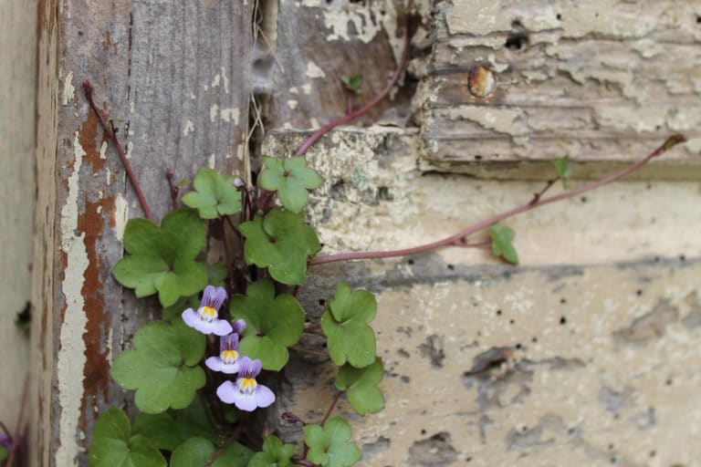 Cymbalaire (Cymbalaria)