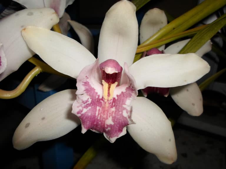 Cymbidium (Cymbidium)