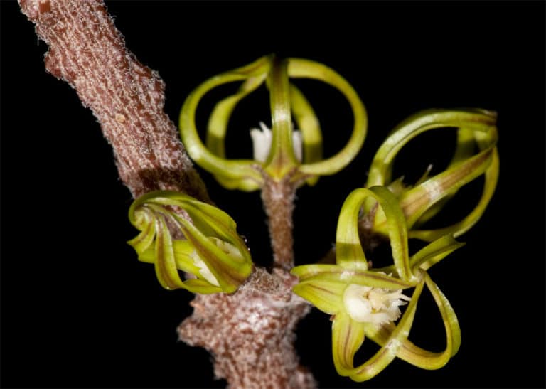 Cynanchum (Cynanchum)