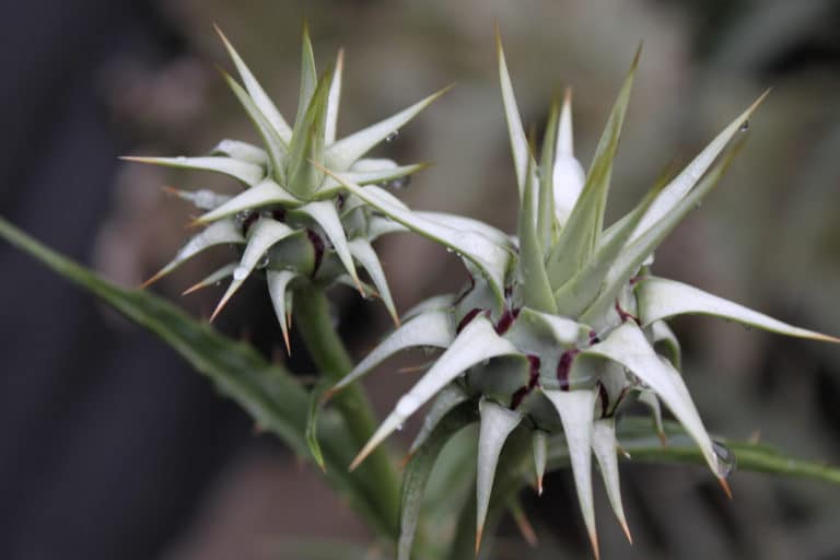Cynara (Cynara)