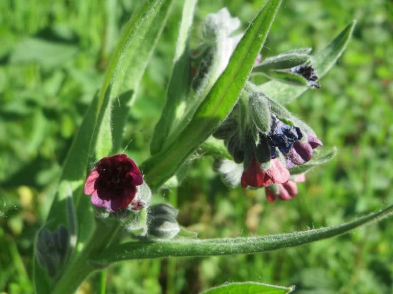 Cynoglosse (Cynoglossum)