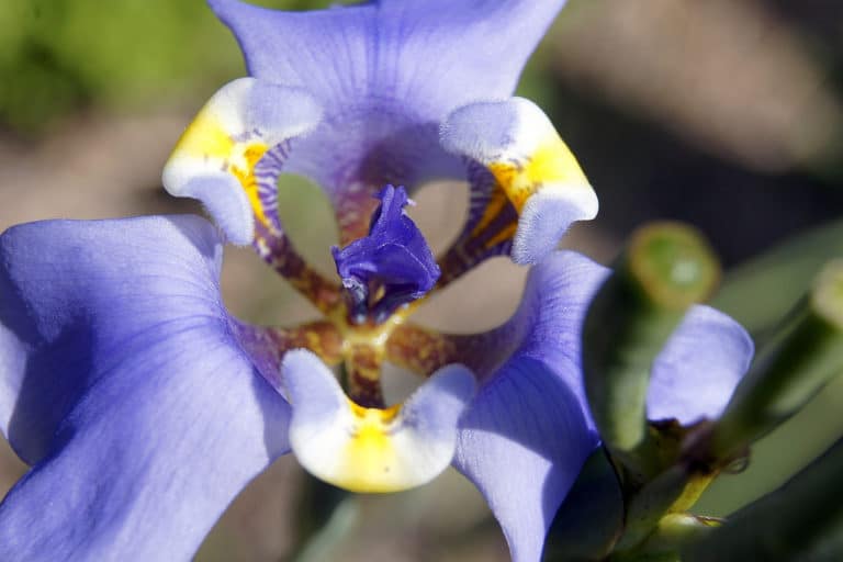 Cypella (Cypella)