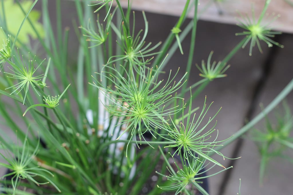 Papyrus (Cyperus)