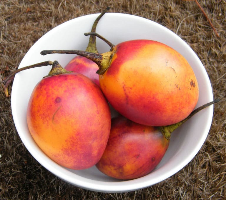 Cyphomandra (Cyphomandra)