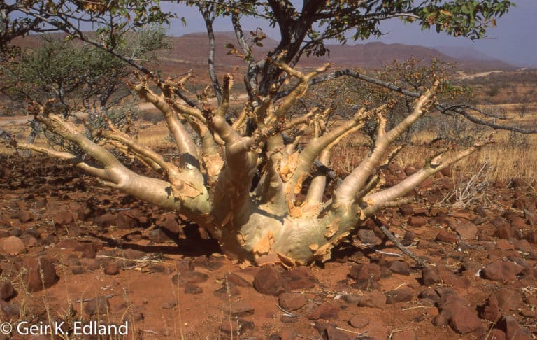 Cyphostemma (Cyphostemma)