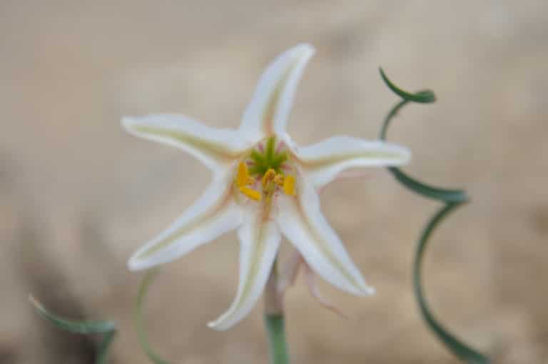 Cyrtanthus (Cyrtanthus)