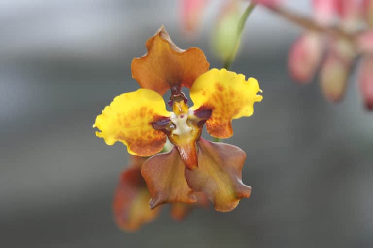Cyrtochilum (Cyrtochilum)