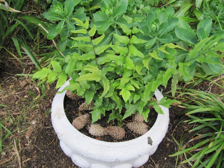 Cyrtomium (Cyrtomium)