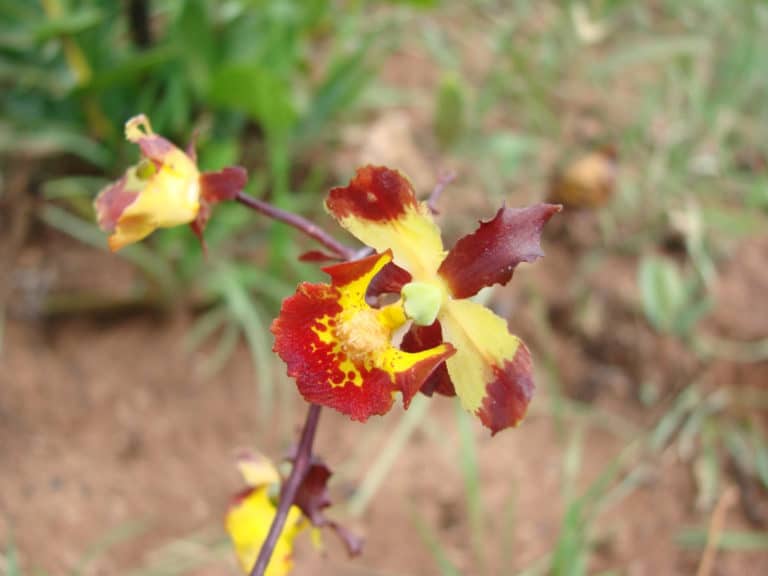Cyrtopodium (Cyrtopodium)