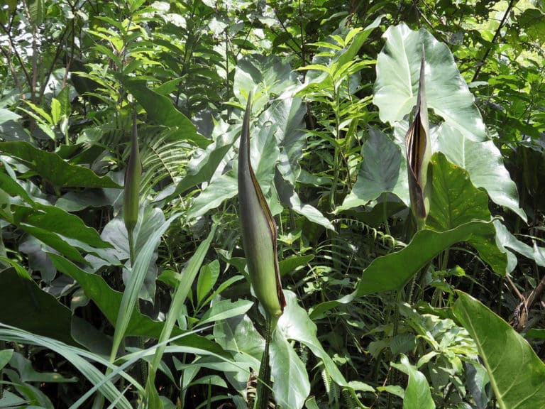 Cyrtosperma (Cyrtosperma)