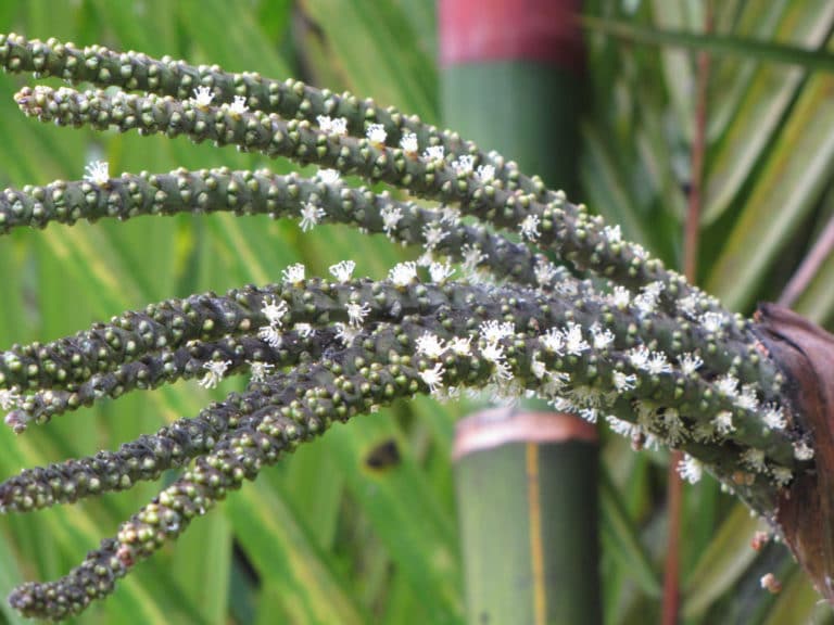 Cyrtostachys (Cyrtostachys)