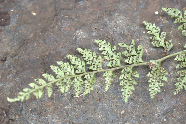 Cystopteris (Cystopteris)