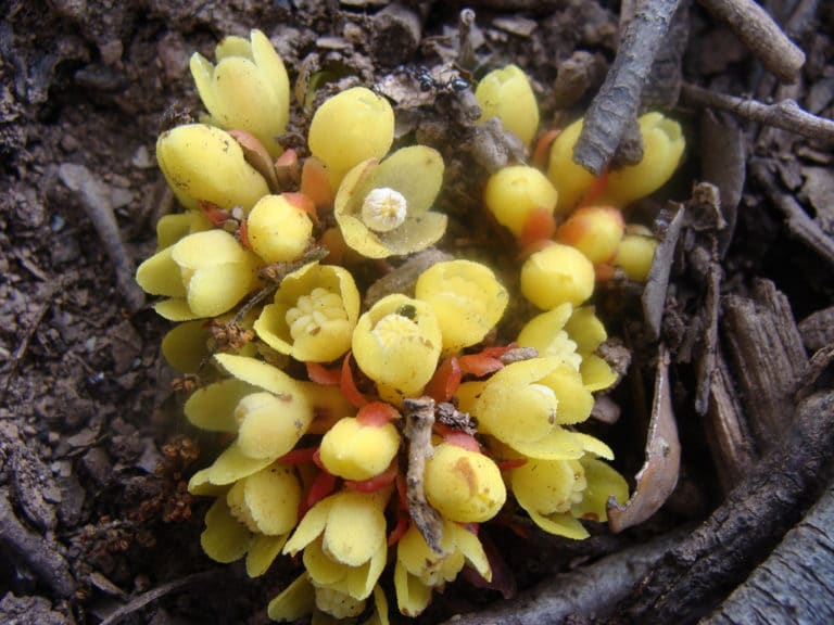 Cytinus (Cytinus)