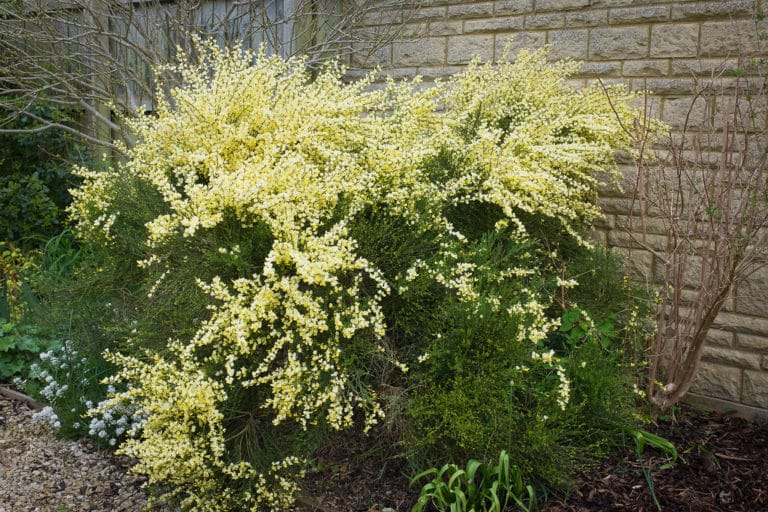 Cytise (Cytisus)
