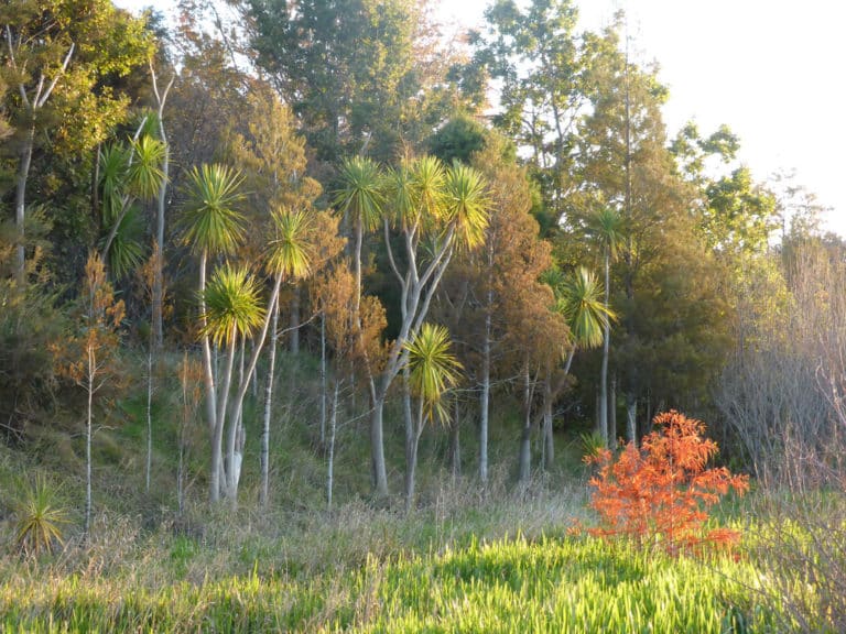 Dacrycarpus (Dacrycarpus)