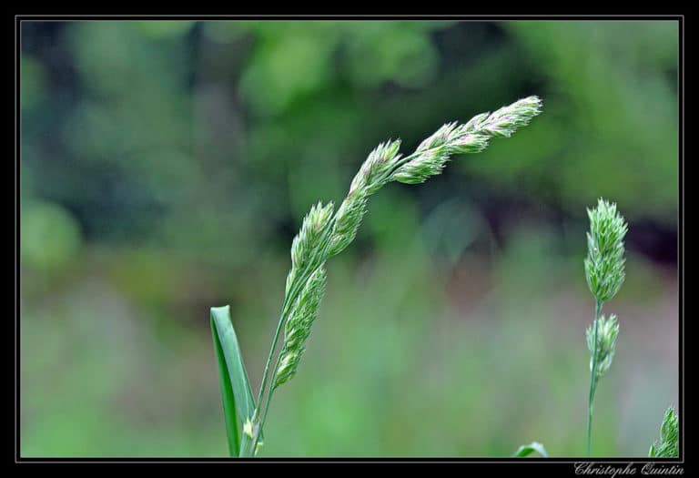 Dactylis (Dactylis)