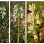 Dactylorhiza