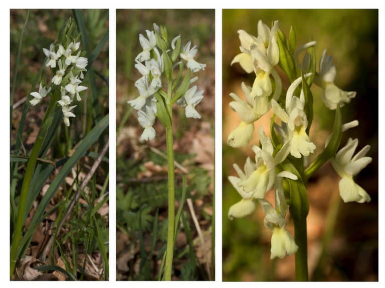 Dactylorhiza (Dactylorhiza)