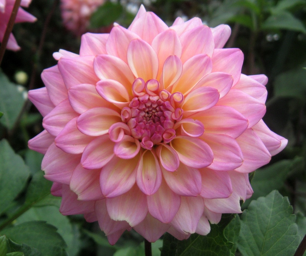 Dahlia (Dahlia)