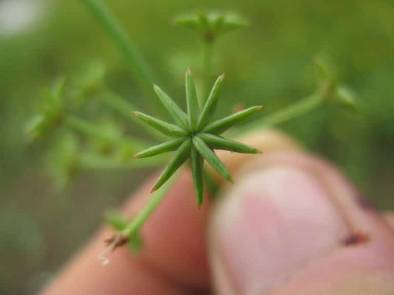 Damasonium (Damasonium)
