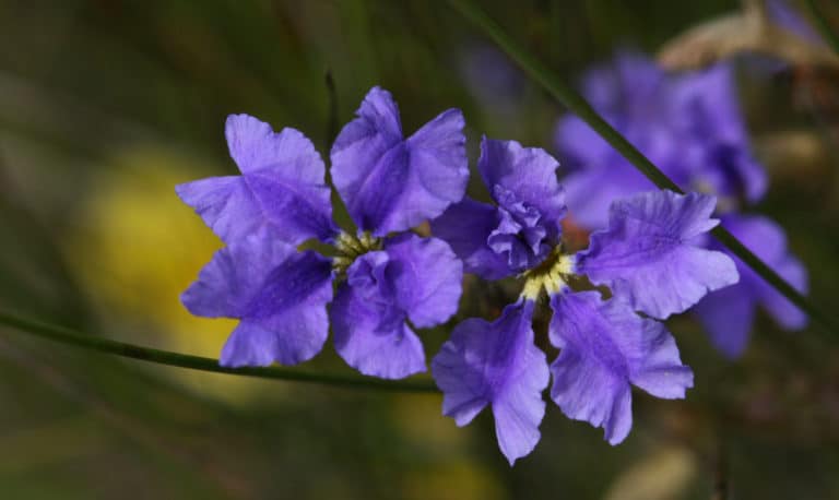 Dampiera (Dampiera)
