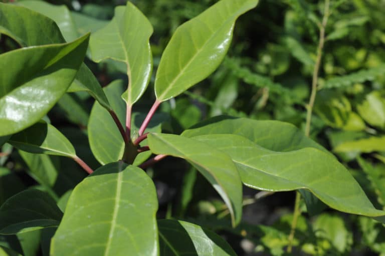 Daphniphyllum (Daphniphyllum)