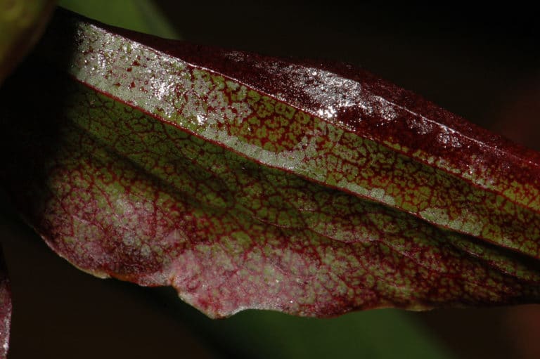 Darlingtonia (Darlingtonia)