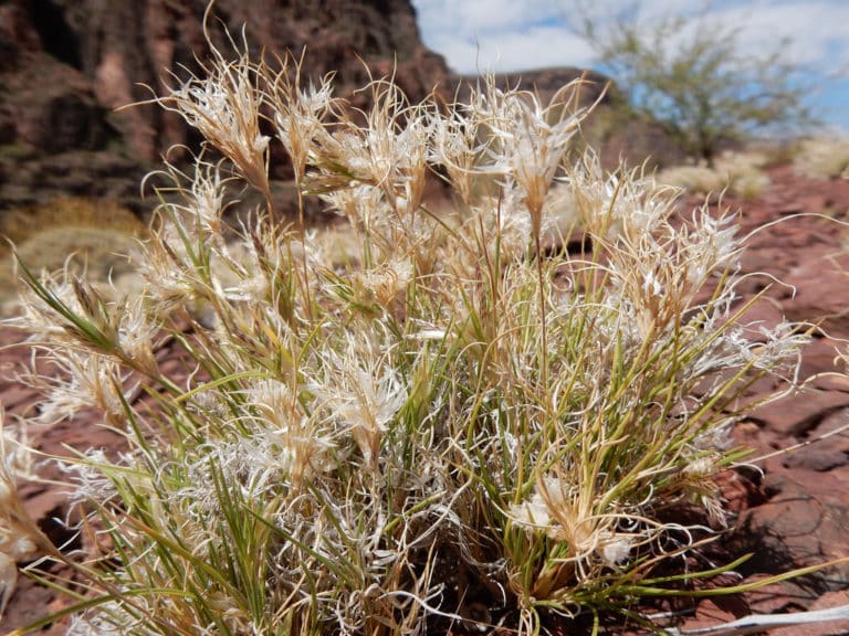 Dasyochloa (Dasyochloa)