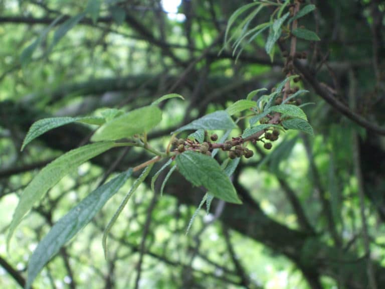 Debregeasia (Debregeasia)