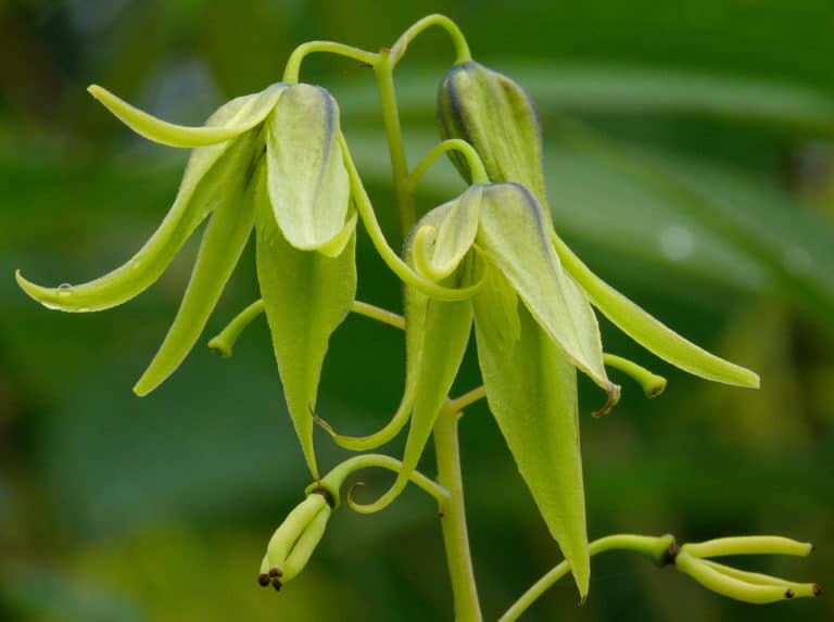 Decaisnea (Decaisnea)