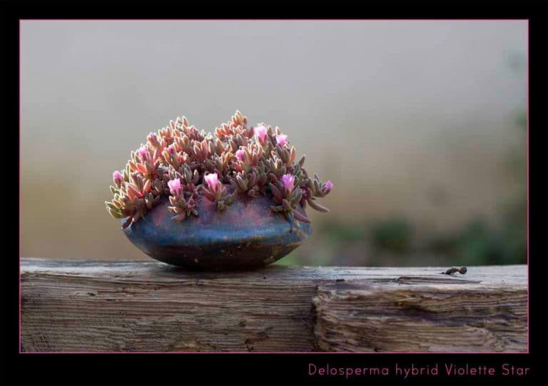 Delosperma (Delosperma)